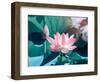 Blooming Lotus Flower-kenny001-Framed Photographic Print