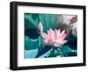 Blooming Lotus Flower-kenny001-Framed Photographic Print