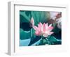 Blooming Lotus Flower-kenny001-Framed Photographic Print