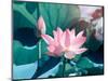 Blooming Lotus Flower-kenny001-Mounted Photographic Print