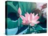 Blooming Lotus Flower-kenny001-Stretched Canvas