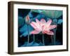 Blooming Lotus Flower-kenny001-Framed Photographic Print