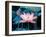 Blooming Lotus Flower-kenny001-Framed Photographic Print