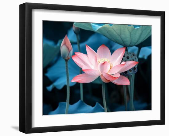 Blooming Lotus Flower-kenny001-Framed Photographic Print