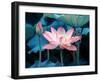 Blooming Lotus Flower-kenny001-Framed Photographic Print