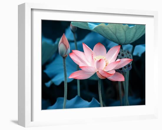 Blooming Lotus Flower-kenny001-Framed Photographic Print