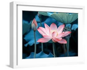 Blooming Lotus Flower-kenny001-Framed Photographic Print