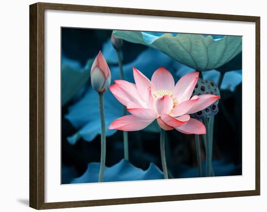 Blooming Lotus Flower-kenny001-Framed Photographic Print