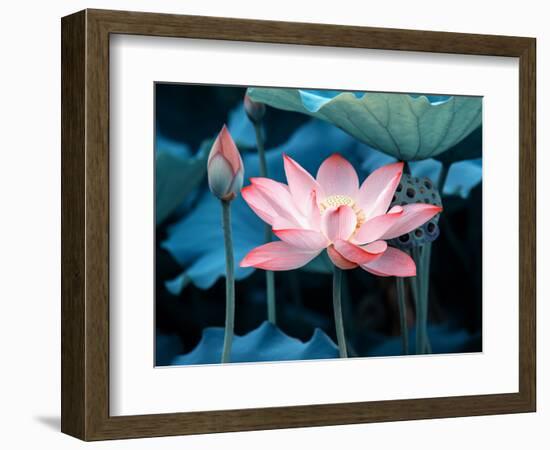 Blooming Lotus Flower-kenny001-Framed Photographic Print