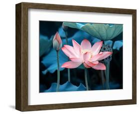 Blooming Lotus Flower-kenny001-Framed Photographic Print