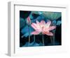 Blooming Lotus Flower-kenny001-Framed Photographic Print