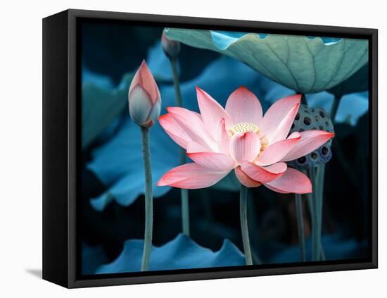 Blooming Lotus Flower-kenny001-Framed Stretched Canvas