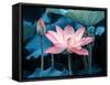 Blooming Lotus Flower-kenny001-Framed Stretched Canvas