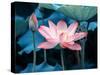 Blooming Lotus Flower-kenny001-Stretched Canvas