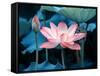 Blooming Lotus Flower-kenny001-Framed Stretched Canvas