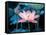 Blooming Lotus Flower-kenny001-Framed Stretched Canvas