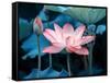 Blooming Lotus Flower-kenny001-Framed Stretched Canvas