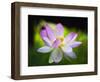 Blooming Lotus Flower-George Oze-Framed Photographic Print