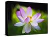 Blooming Lotus Flower-George Oze-Stretched Canvas