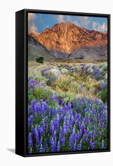 Blooming Lupine at Division Creek, Independence, California, USA-null-Framed Stretched Canvas