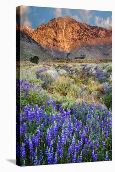 Blooming Lupine at Division Creek, Independence, California, USA-null-Stretched Canvas