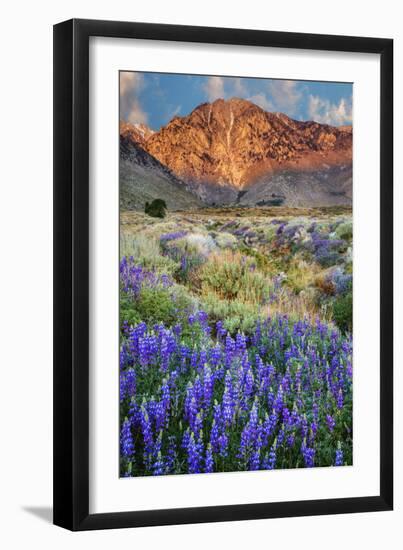 Blooming Lupine at Division Creek, Independence, California, USA-null-Framed Photographic Print