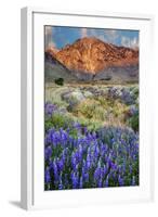 Blooming Lupine at Division Creek, Independence, California, USA-null-Framed Photographic Print