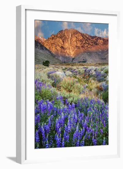 Blooming Lupine at Division Creek, Independence, California, USA-null-Framed Photographic Print