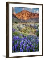 Blooming Lupine at Division Creek, Independence, California, USA-null-Framed Photographic Print