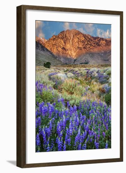 Blooming Lupine at Division Creek, Independence, California, USA-null-Framed Photographic Print