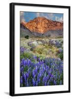 Blooming Lupine at Division Creek, Independence, California, USA-null-Framed Photographic Print