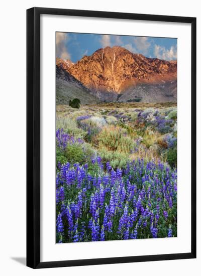 Blooming Lupine at Division Creek, Independence, California, USA-null-Framed Photographic Print