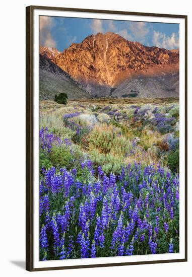 Blooming Lupine at Division Creek, Independence, California, USA-null-Framed Premium Photographic Print