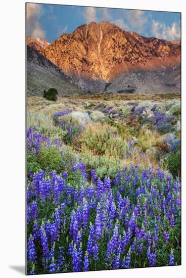 Blooming Lupine at Division Creek, Independence, California, USA-null-Mounted Premium Photographic Print