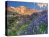 Blooming Lupine at Division Creek, Independence, California, USA-null-Stretched Canvas