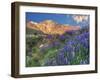 Blooming Lupine at Division Creek, Independence, California, USA-null-Framed Premium Photographic Print