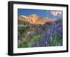 Blooming Lupine at Division Creek, Independence, California, USA-null-Framed Premium Photographic Print