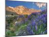 Blooming Lupine at Division Creek, Independence, California, USA-null-Mounted Premium Photographic Print