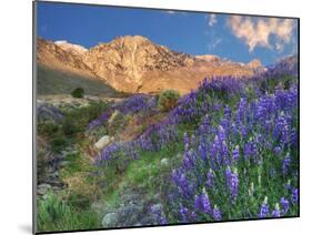 Blooming Lupine at Division Creek, Independence, California, USA-null-Mounted Premium Photographic Print