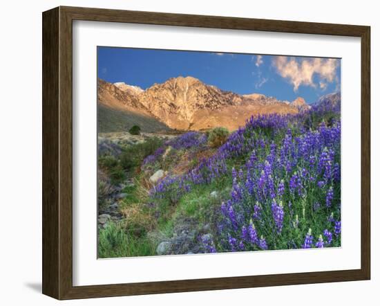 Blooming Lupine at Division Creek, Independence, California, USA-null-Framed Photographic Print