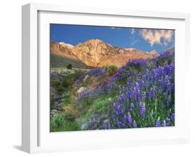 Blooming Lupine at Division Creek, Independence, California, USA-null-Framed Photographic Print