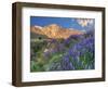 Blooming Lupine at Division Creek, Independence, California, USA-null-Framed Photographic Print