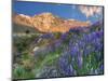 Blooming Lupine at Division Creek, Independence, California, USA-null-Mounted Photographic Print