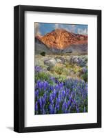 Blooming Lupine at Division Creek, Independence, California, USA-null-Framed Photographic Print