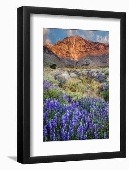 Blooming Lupine at Division Creek, Independence, California, USA-null-Framed Photographic Print