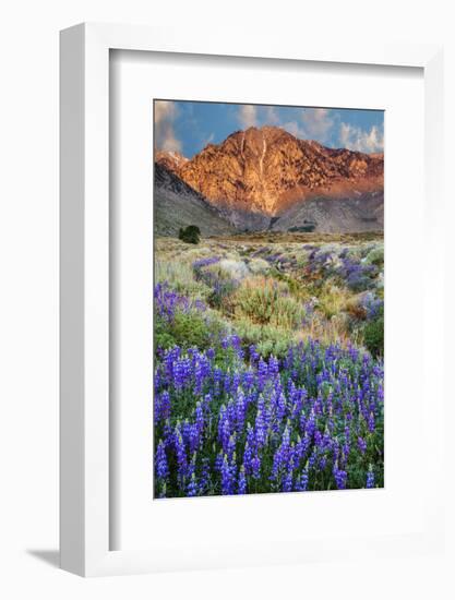 Blooming Lupine at Division Creek, Independence, California, USA-null-Framed Photographic Print