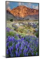 Blooming Lupine at Division Creek, Independence, California, USA-null-Mounted Photographic Print