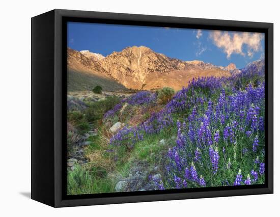 Blooming Lupine at Division Creek, Independence, California, USA-null-Framed Stretched Canvas