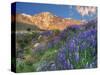 Blooming Lupine at Division Creek, Independence, California, USA-null-Stretched Canvas