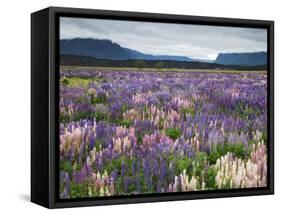 Blooming Lupine Near Town of Teanua, South Island, New Zealand-Dennis Flaherty-Framed Stretched Canvas